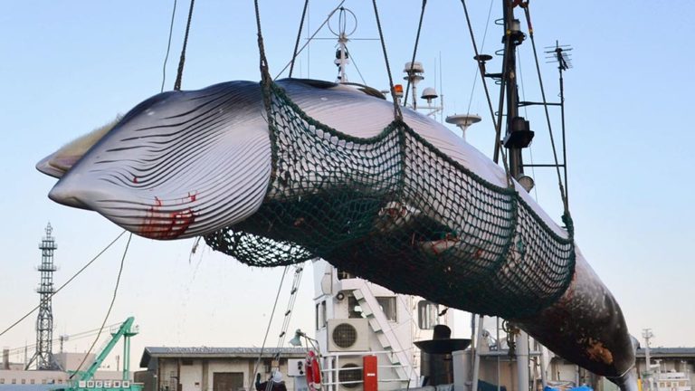 Japan to Resume Commercial Whaling, Defying International Ban